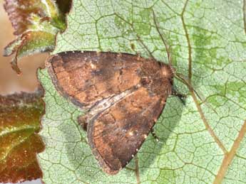 Rusina ferruginea Esp. adulte - �Philippe Mothiron