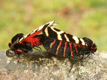 Arctia festiva Hfn. adulte - �Daniel Morel