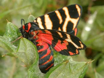 Arctia festiva Hfn. adulte - �Daniel Morel