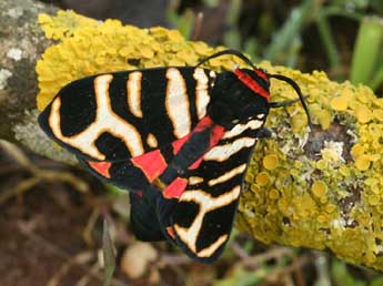 Arctia festiva Hfn. adulte - �Daniel Morel