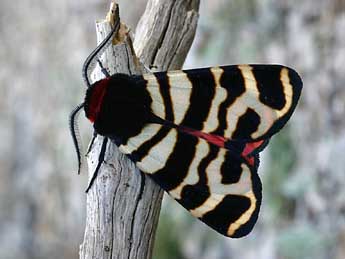 Arctia festiva Hfn. adulte - �Daniel Morel