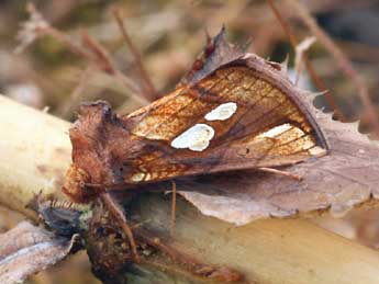 Plusia festucae L. adulte - �Daniel Morel