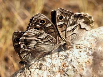 Hipparchia fidia L. adulte - �Daniel Morel