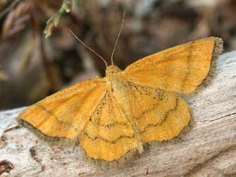 Cleta filacearia H.-S. adulte - �Daniel Morel