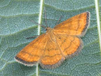 Cleta filacearia H.-S. adulte - �Daniel Morel