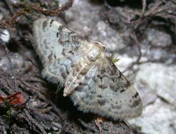 Idaea filicata Hb. adulte - �Philippe Mothiron