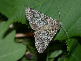 Hadena filograna Esp. adulte - �Philippe Mothiron