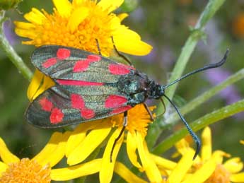 Zygaena filipendulae L. adulte - �Philippe Mothiron