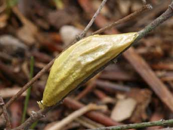  Chrysalide de Zygaena filipendulae L. - �Daniel Morel