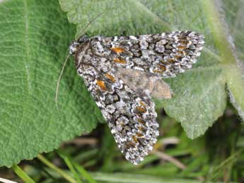 Hadena filograna Esp. adulte - �Philippe Mothiron