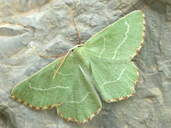 Thalera fimbrialis Scop. adulte - �Daniel Morel