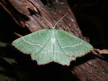 Thalera fimbrialis Scop. adulte - �Philippe Mothiron