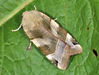 Noctua fimbriata Schreber adulte - �Philippe Mothiron