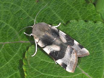 Noctua fimbriata Schreber adulte - �Philippe Mothiron