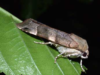 Noctua fimbriata Schreber adulte - �Philippe Mothiron