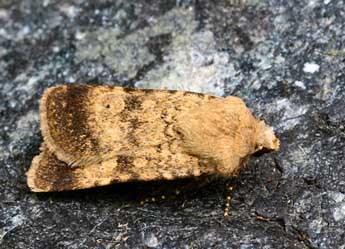 &copy;Daniel Morel. Chersotis fimbriola Esp.