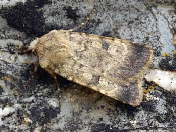 Chersotis fimbriola Esp. adulte - �Daniel Morel