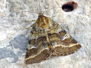 Synthymia fixa F. adulte - �Daniel Morel