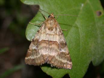 Synthymia fixa F. adulte - �Philippe Mothiron