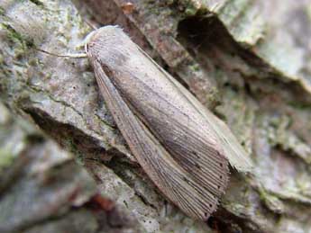 &copy;J�r�my Lebrun. Senta flammea Curt.