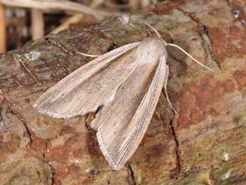 Senta flammea Curt. adulte - �Philippe Mothiron