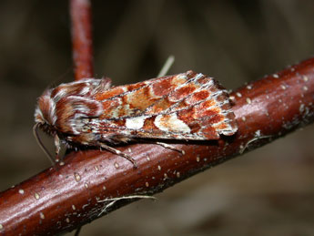 Panolis flammea D. & S. adulte - �Philippe Mothiron