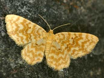 Hydrelia flammeolaria Hfn. adulte - �Daniel Morel