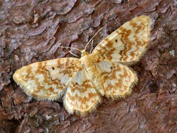 Hydrelia flammeolaria Hfn. adulte - �Daniel Morel