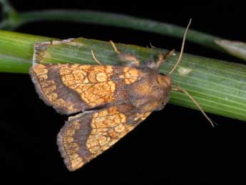 Gortyna flavago D. & S. adulte - �Alexis Borges