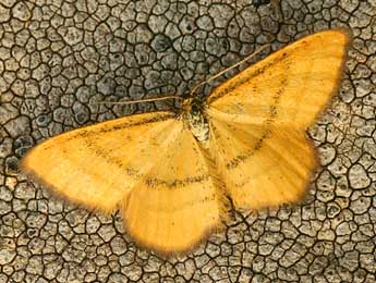 Idaea flaveolaria Hb. adulte - �Daniel Morel