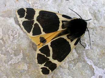 Arctia flavia Fuessly adulte - �David Demerges