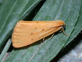 Setina irrorella L. adulte - �Philippe Mothiron