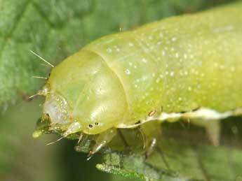  Chenille de Polymixis flavicincta D. & S. - �Philippe Mothiron