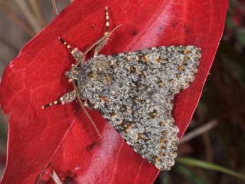 Polymixis flavicincta D. & S. adulte - �Philippe Mothiron