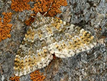 Entephria flavicinctata Hb. adulte - �Daniel Morel