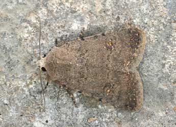 Caradrina flavirena Gn. adulte - �Daniel Morel