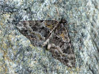 Hospitalia flavolineata Stgr adulte - �Daniel Morel