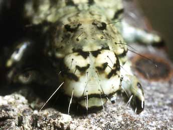  Chenille de Laspeyria flexula D. & S. - �Serge Wambeke