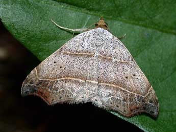 Laspeyria flexula D. & S. adulte - �Philippe Mothiron