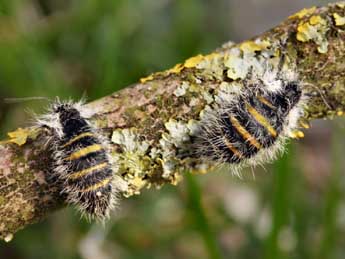 Lycia florentina Stef. adulte - �Daniel Morel