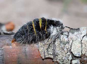 Lycia florentina Stef. adulte - �David Demerges