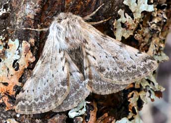 Lycia florentina Stef. adulte - �Daniel Morel