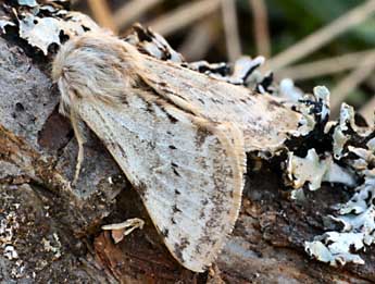 Lycia florentina Stef. adulte - �Daniel Morel