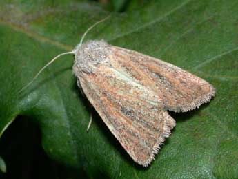 Photedes fluxa Hb. adulte - �Philippe Mothiron