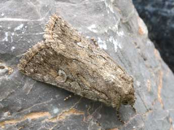 Dichagyris forcipula D. & S. adulte - �Daniel Morel