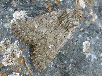 Dichagyris forcipula D. & S. adulte - �Daniel Morel