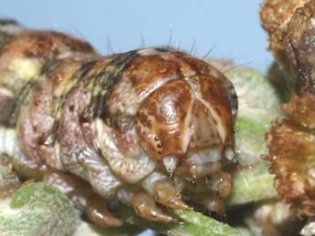  Chenille de Cucullia formosa Rogenhofer - �Lionel Taurand