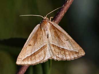 Chariaspilates formosaria Ev. adulte - �Daniel Morel