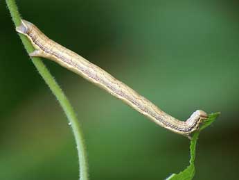  Chenille de Chariaspilates formosaria Ev. - �Lionel Taurand