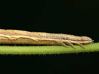  Chenille de Chariaspilates formosaria Ev. - �Lionel Taurand